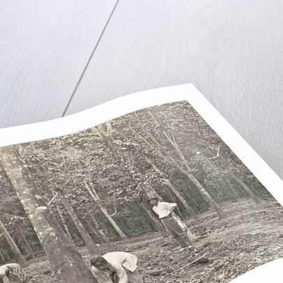 Sumatra, native population and a tree for rubber tapping, Indonesia by Anonymous