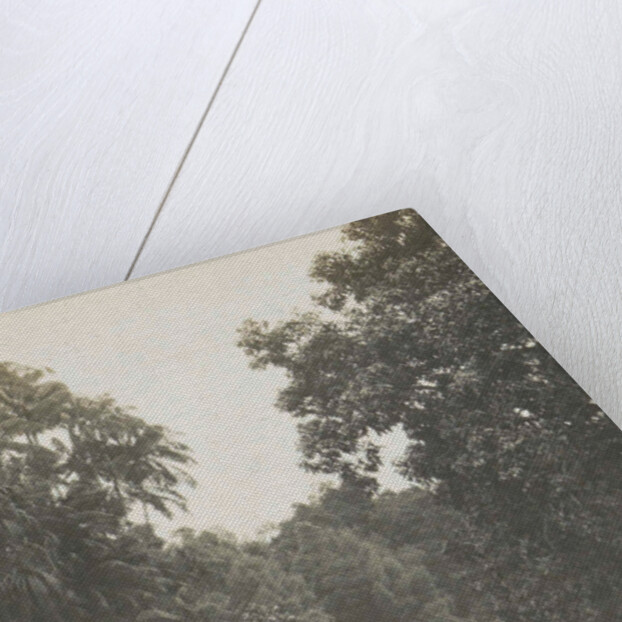 Singapore botanical garden by Anonymous