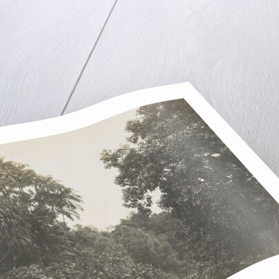 Singapore botanical garden by Anonymous