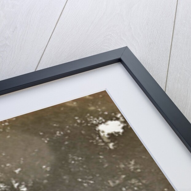 Buitenzorg, the botanical garden by Anonymous