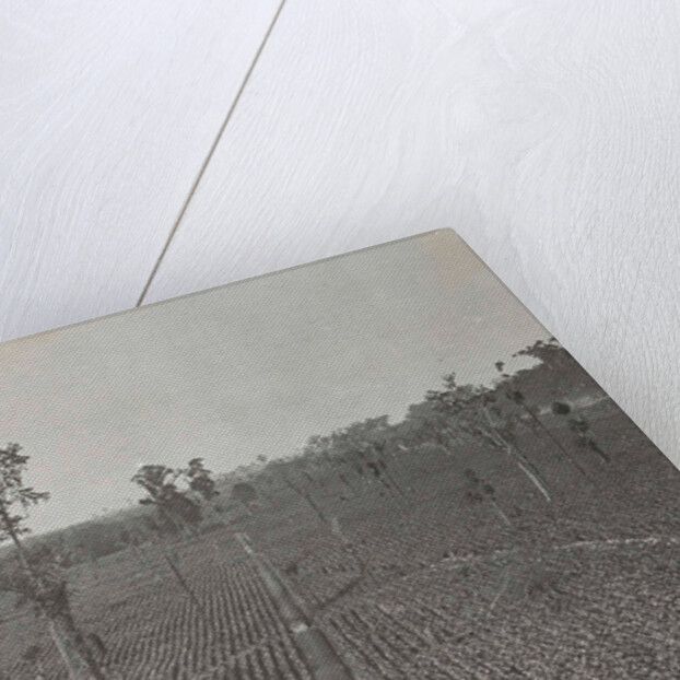 Sumatra indonesia view on tobacco field by Carl J. Kleingrothe