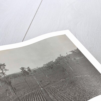 Sumatra indonesia view on tobacco field by Carl J. Kleingrothe