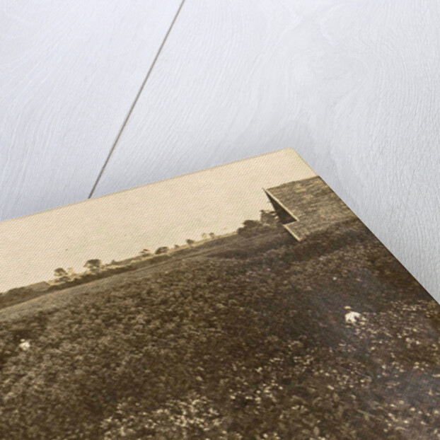 Sumatra indonesia Bindjey estate (Deli Mij) Tobacco field after 120 days by Anonymous