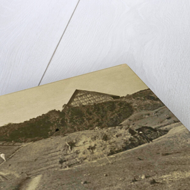 Sumatra indonesia Bindjey estate (Deli Mij) Tobacco field after 40 days by Anonymous