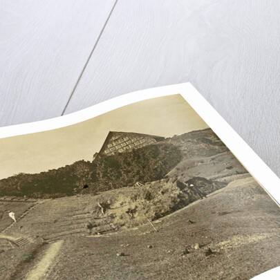 Sumatra indonesia Bindjey estate (Deli Mij) Tobacco field after 40 days by Anonymous