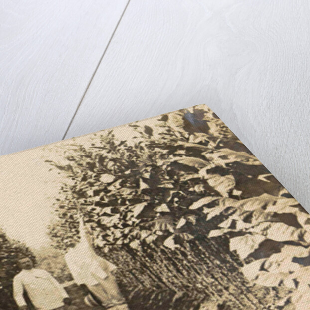 Sumatra, Bindjey estate (Deli Me.) Tobacco field after 120 days, Indonesia by Anonymous