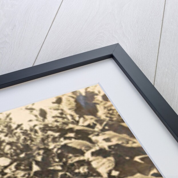 Sumatra, Bindjey estate (Deli Me.) Tobacco field after 120 days, Indonesia by Anonymous