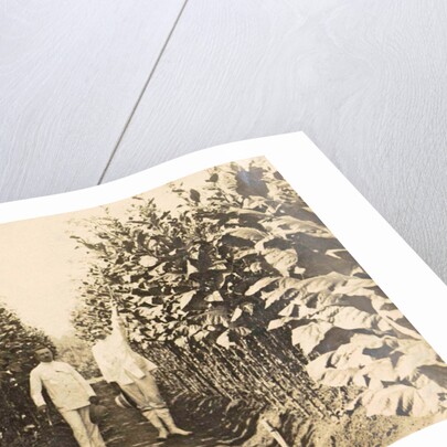 Sumatra, Bindjey estate (Deli Me.) Tobacco field after 120 days, Indonesia by Anonymous