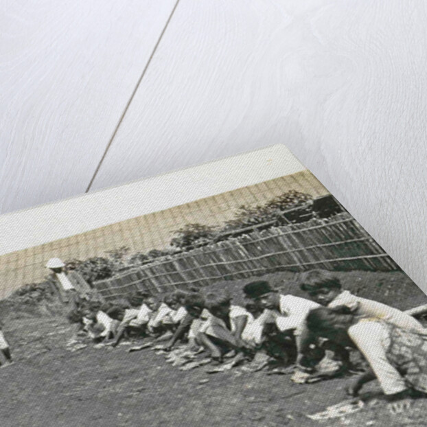 Sumatra indonesia, caterpillars seeking children under supervision by Anonymous