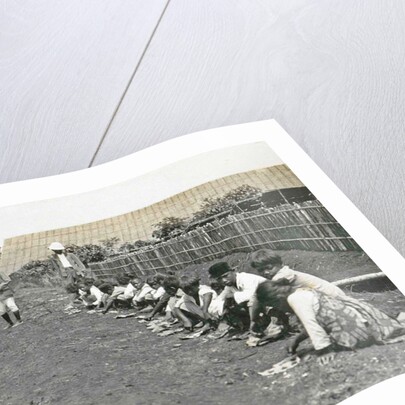 Sumatra indonesia, caterpillars seeking children under supervision by Anonymous