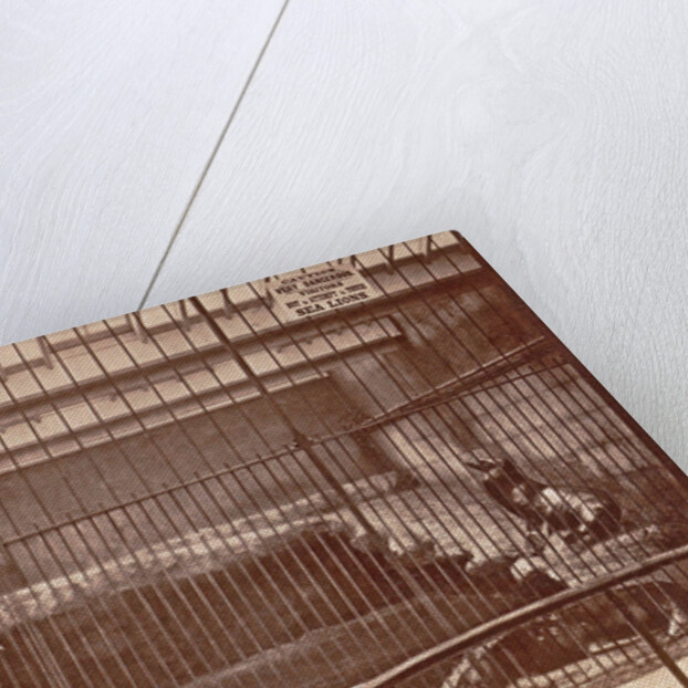 Lattice cage with lions and warning signs in the aquarium Brighton UK by Anonymous