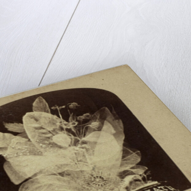 Beautiful in Death by The London Stereoscopic Company