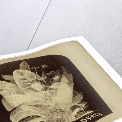 Beautiful in Death by The London Stereoscopic Company