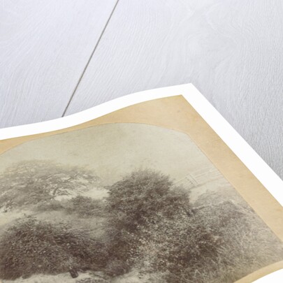 In Prestbury Park near Cheltenham UK by E. Fixon