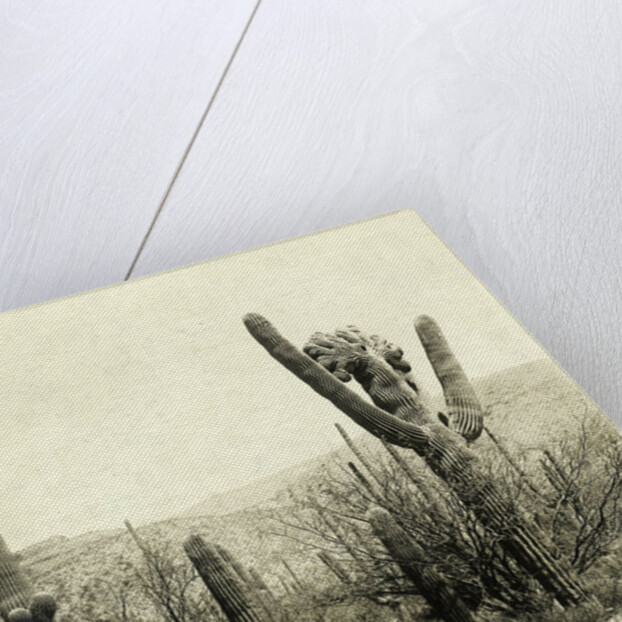 Giant Cactus in the desert near Tucson USA by Anonymous