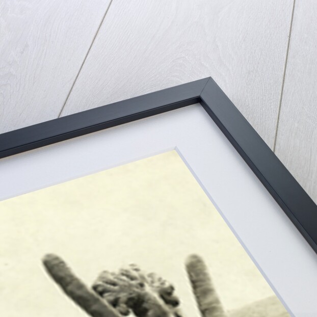 Giant Cactus in the desert near Tucson USA by Anonymous