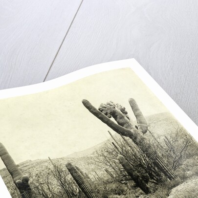 Giant Cactus in the desert near Tucson USA by Anonymous