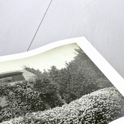 Garden and house overgrown with roses by Anonymous