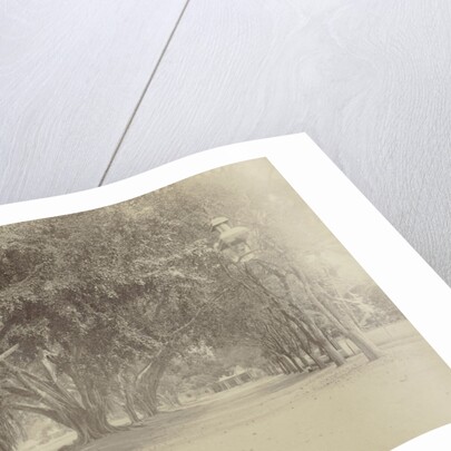 Street with large trees and sellers in Indonesia by Anonymous