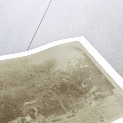 View of a farm with cows in Surabaya, Indonesia by Anonymous