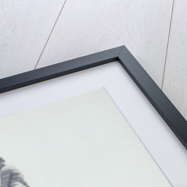 The Neptune Fountain by Giambologna in the Boboli Gardens in Florence Italy, 1855 by Anonymous