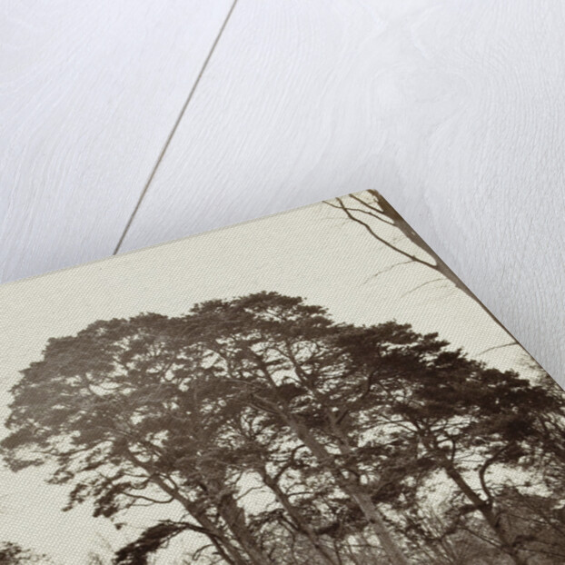 Group conifers near the obelisk at Windsor Estate by William Bembridge