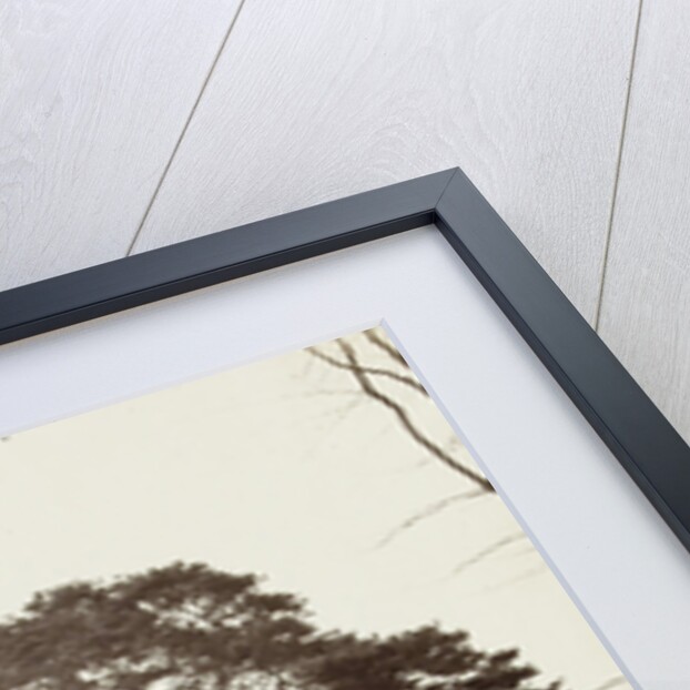 Group conifers near the obelisk at Windsor Estate by William Bembridge