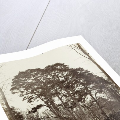 Group conifers near the obelisk at Windsor Estate by William Bembridge