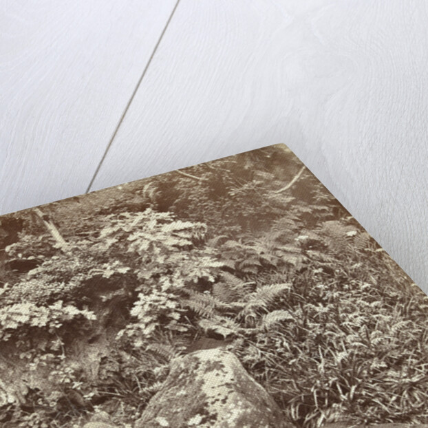 Plants and other vegetation by William Church