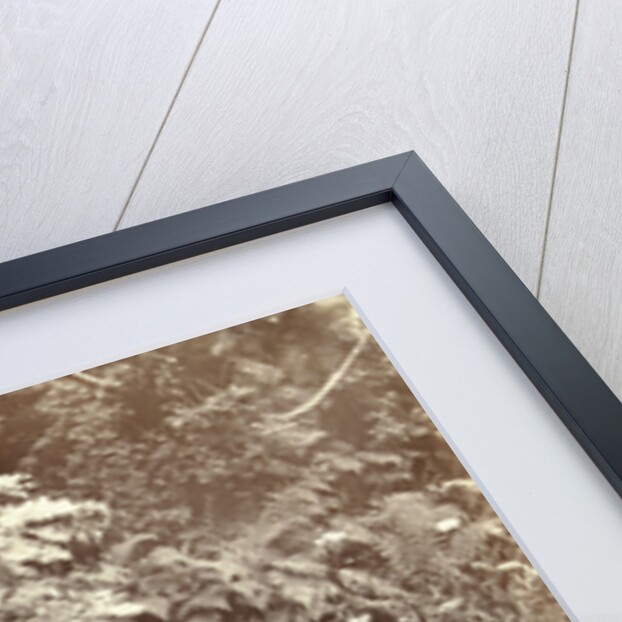 Plants and other vegetation by William Church