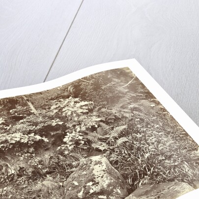 Plants and other vegetation by William Church