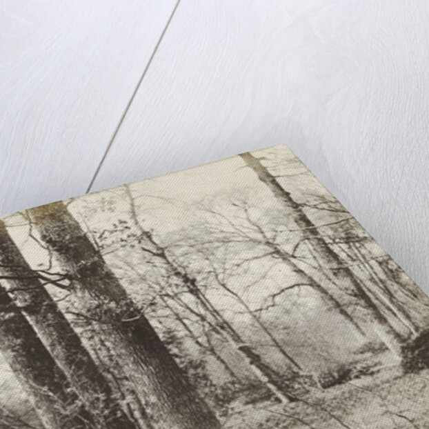 Tree Study by Hendrick Hondius I