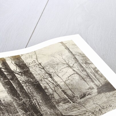 Tree Study by Hendrick Hondius I