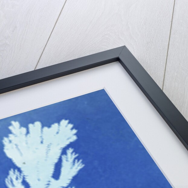 Clubmoss trace plant, Lycopodium Ceylon by Anna Atkins