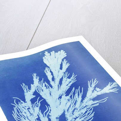 Clubmoss trace plant, Lycopodium Ceylon by Anna Atkins