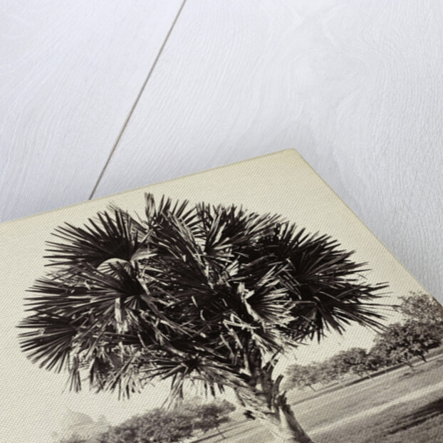 A Palm Tree Study, Lucknow, India by Samuel Bourne