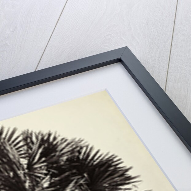 A Palm Tree Study, Lucknow, India by Samuel Bourne