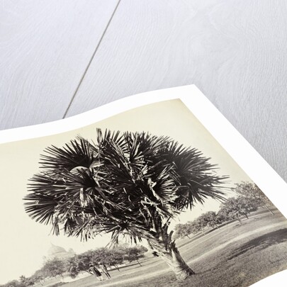 A Palm Tree Study, Lucknow, India by Samuel Bourne