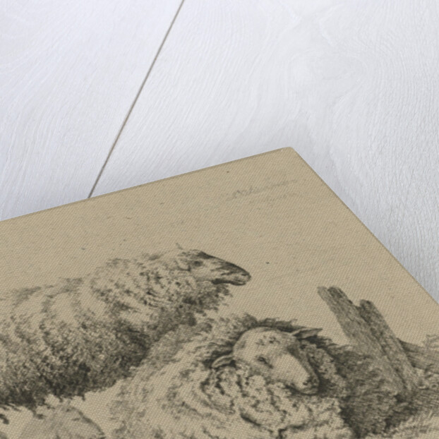 Two sheep and two goats by Anthony Oberman