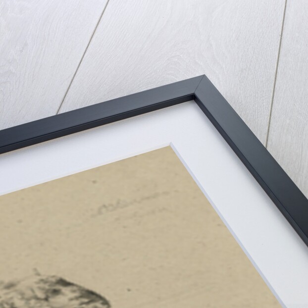 Two sheep and two goats by Anthony Oberman