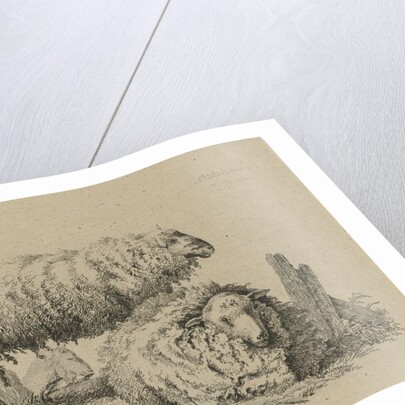 Two sheep and two goats by Anthony Oberman