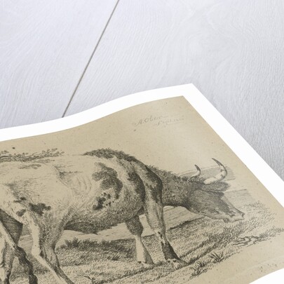 Grazing cow at a fence by Anthony Oberman