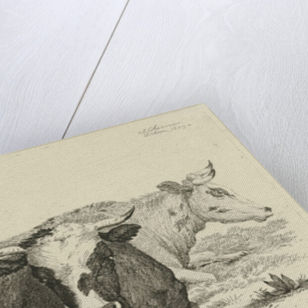 Two cows lying in front of a tree by Anthony Oberman