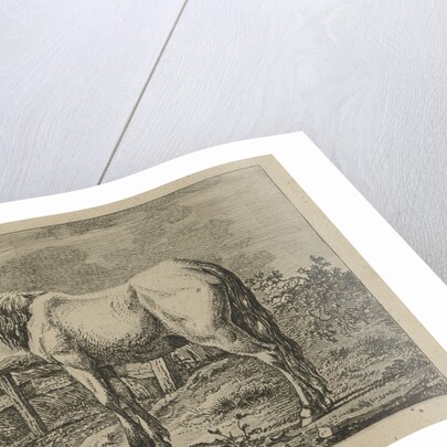 Single horse by Anthony Oberman