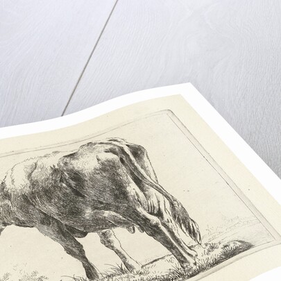 Standing cow by Jabes Heenck