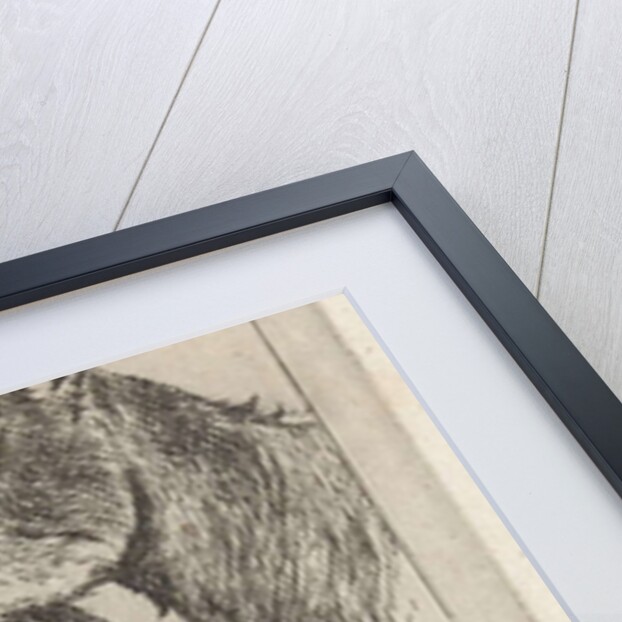 Goats head by Pieter Janson