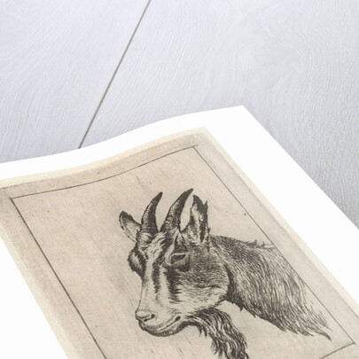 Goats head by Pieter Janson