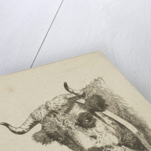Head of a cow by Jan Kobell III
