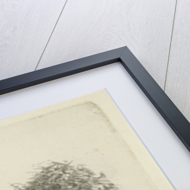 lying Cow by Jan Kobell III