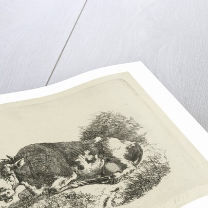 lying Cow by Jan Kobell III